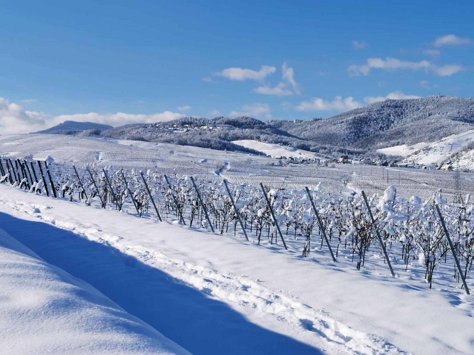 Entre Ville Et Vignes - Gite Classe 3 Etoiles Ингерсайм Экстерьер фото